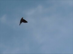 Hirundo rustica