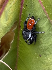 Phidippus carneus