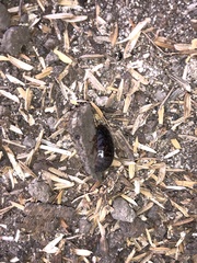 Pycnoscelus surinamensis