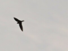 Hirundo rustica