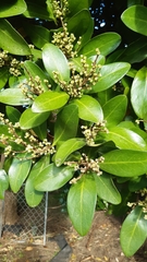 Corynocarpus laevigatus