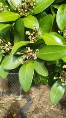 Corynocarpus laevigatus