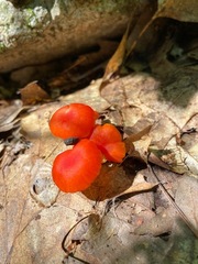Mycena strobilinoidea