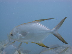 Trachinotus blochii