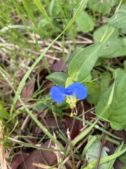 Commelina communis