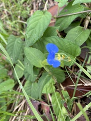 Commelina communis