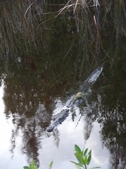 Crocodylus moreletii