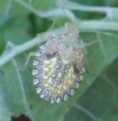 Arvelius albopunctatus