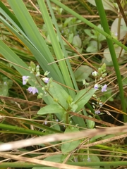 Veronica anagallis-aquatica