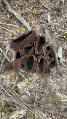 Phylloscypha phyllogena