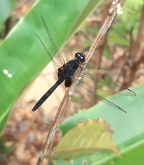 Erythemis attala
