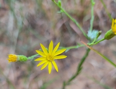 Chrysopsidinae