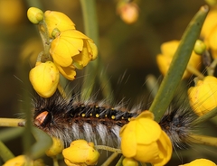 Anthela rubeola