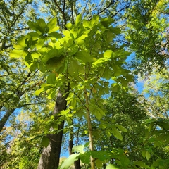 Magnolia macrophylla