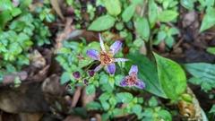 Tricyrtis formosana