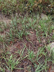 Agrostis gigantea