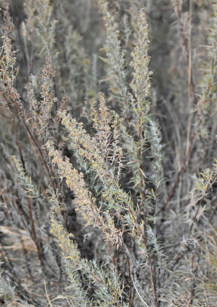 Artemisia dracunculus, Corman Park No. 344, SK, Canada