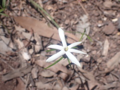 Jasminum simplicifolium