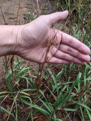Agrostis gigantea