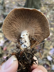 Lactarius