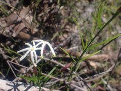 Jasminum simplicifolium