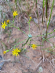 Chrysopsidinae
