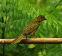 Orthogonys chloricterus