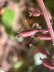 Epidendroideae