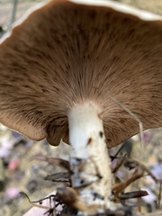 Lactarius