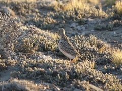 Thinocorus rumicivorus