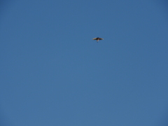 Hirundo rustica