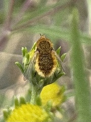 Bombyliinae
