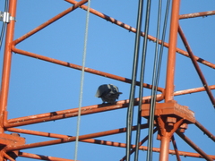 Streptopelia decaocto