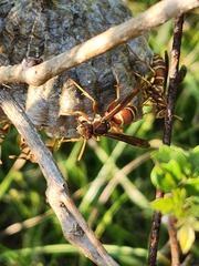 Polistes bellicosus