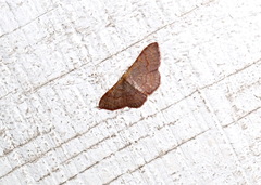 Leptostales pannaria