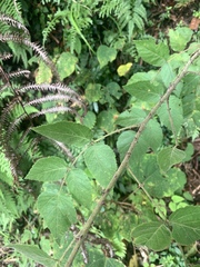 Rubus parviaraliifolius