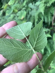 Rubus parviaraliifolius