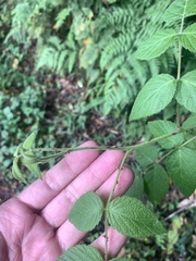 Rubus parviaraliifolius
