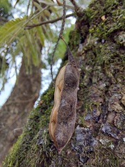 Parapiptadenia rigida