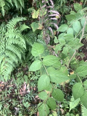 Rubus parviaraliifolius