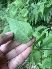 Rubus parviaraliifolius