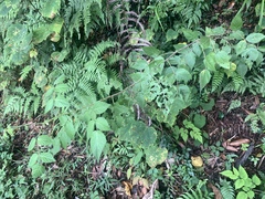Rubus parviaraliifolius