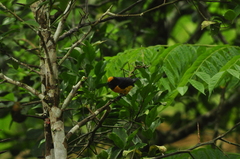 Euphonia xanthogaster
