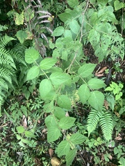Rubus parviaraliifolius