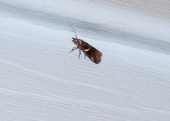 Moodna ostrinella