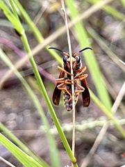 Megapterocheilus