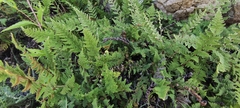 Myriopteris myriophylla
