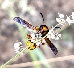 Megapterocheilus