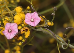 Convolvulus remotus