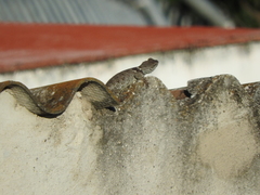 Sceloporus torquatus